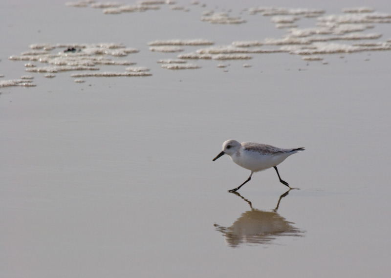 Sanderling Reflected On Wet Sand